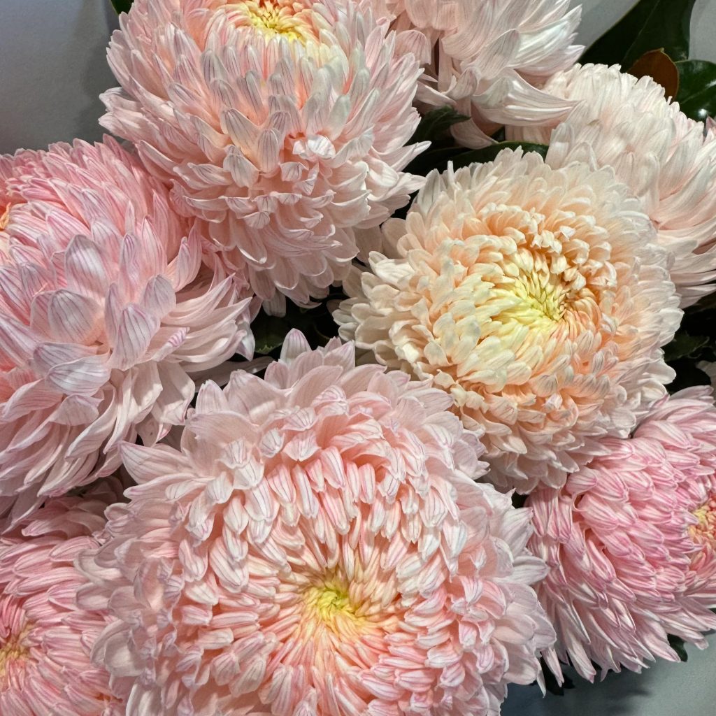 Chrysanthemum